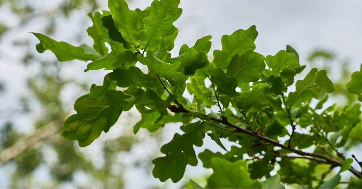 Oak Tree; biblical significance of trees