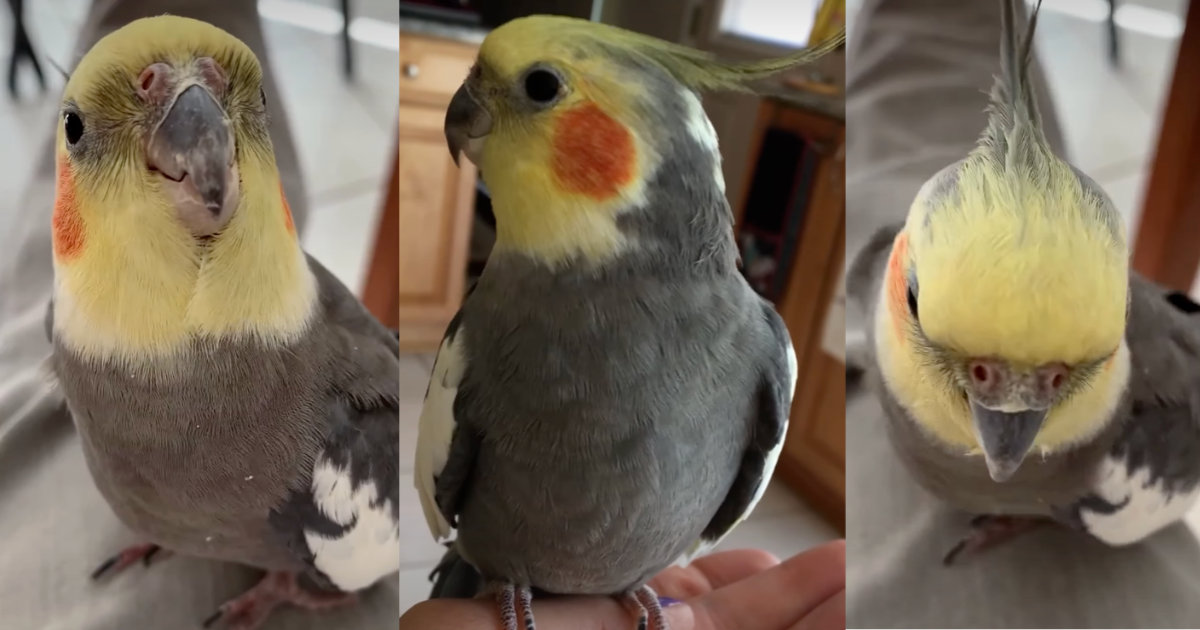 a yellow and grey cockatiel