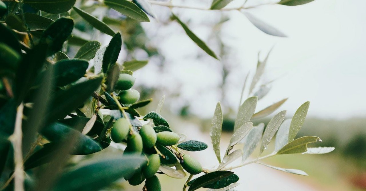 3. Olives and Olive Oil