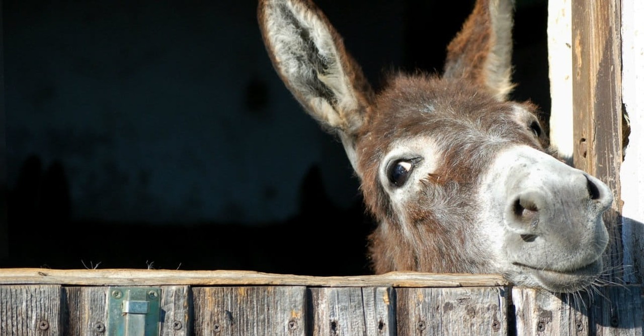 2. Man Talks to Donkey; Donkey Talks Back