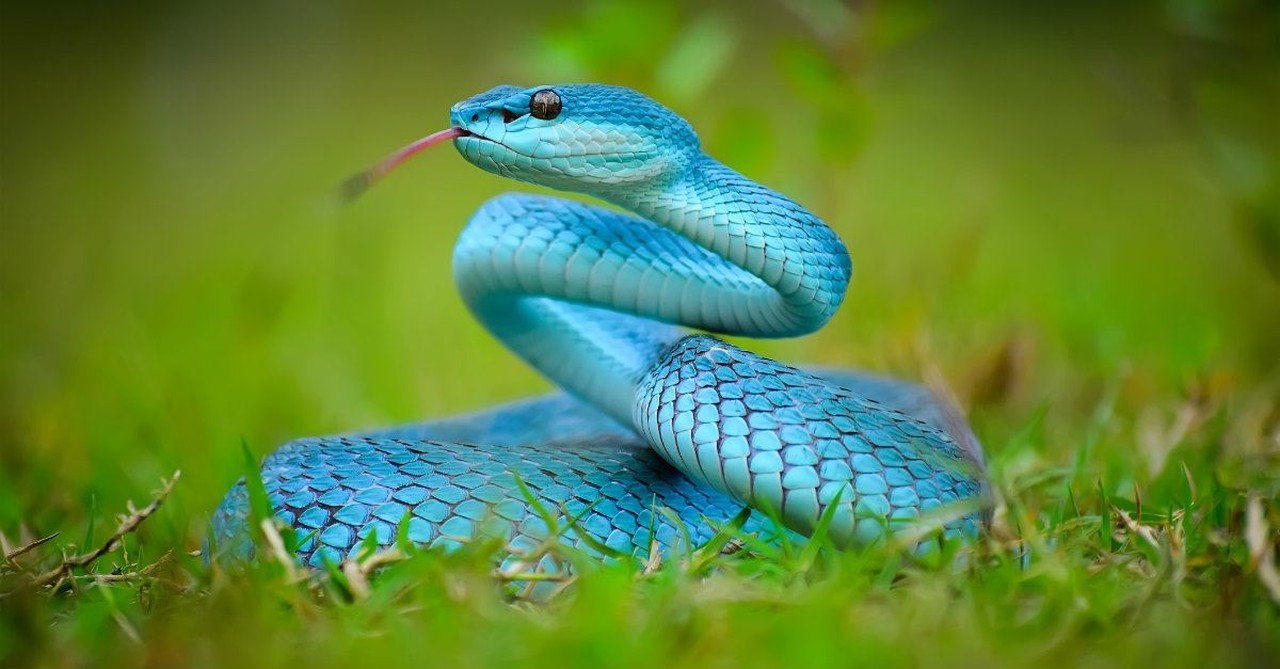 3. Two- or four-legged, talking snakes may have been part of the original creation.