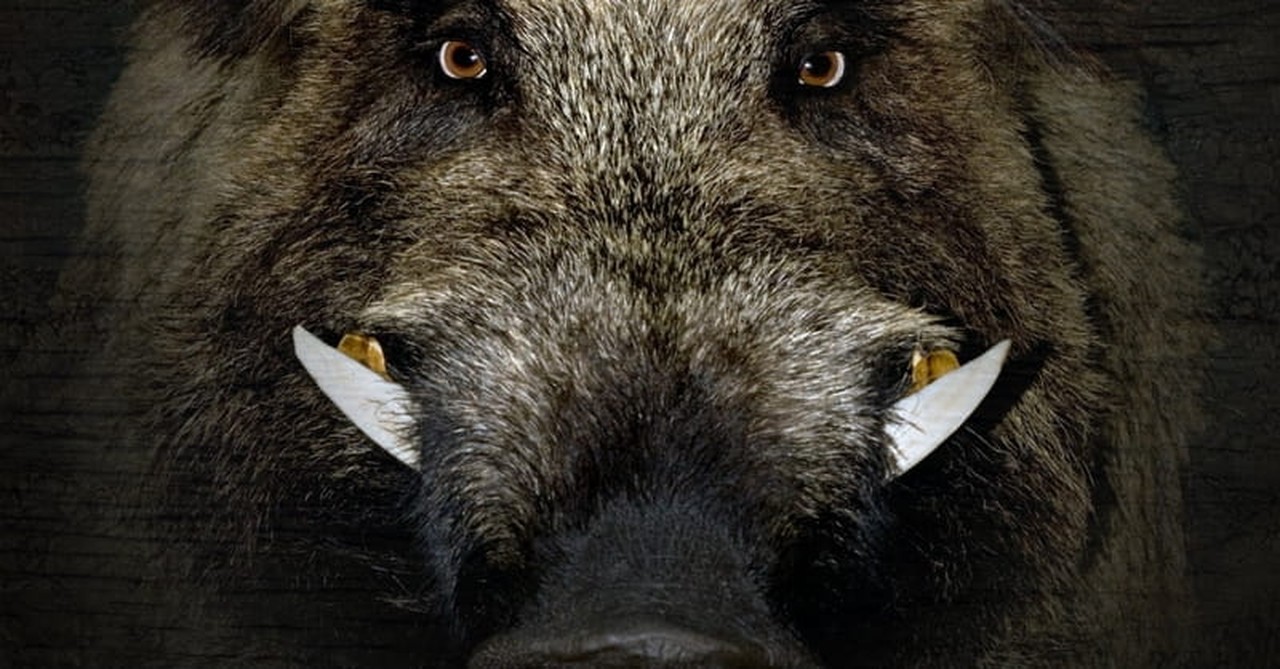 10. Wild boars that attacked ISIS militants