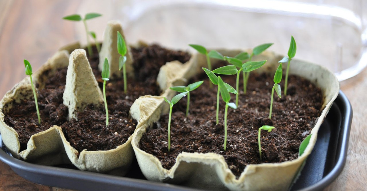 an egg carton garden, ways to make memories while in quarantine