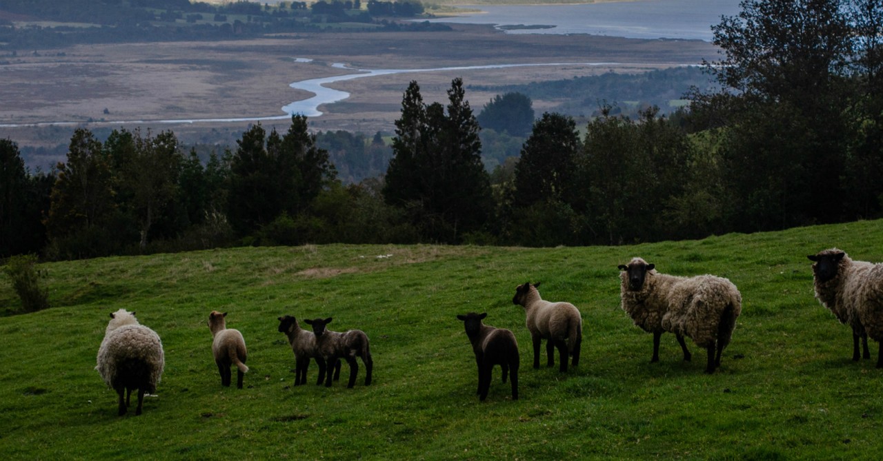 sheep in beautiful landscape