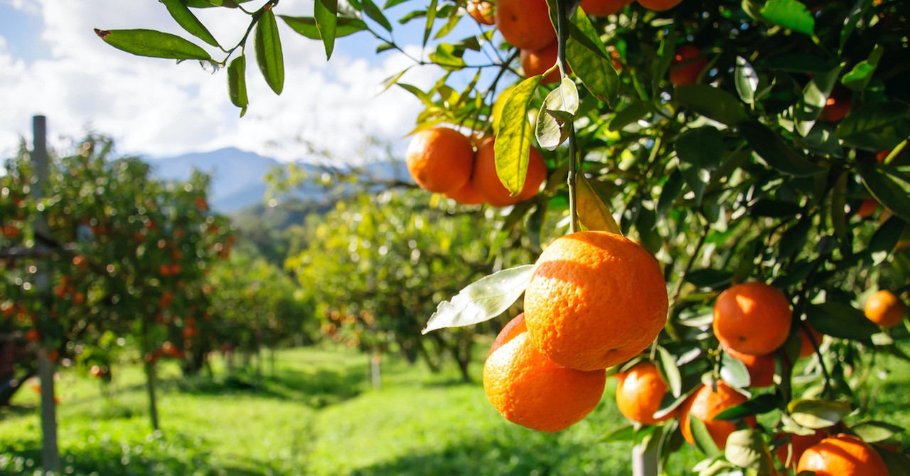 orange tree grove, fruit of the spirit