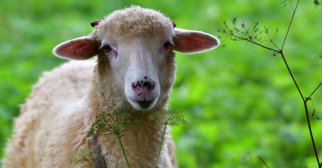 sheep in grass, funny bible quotes