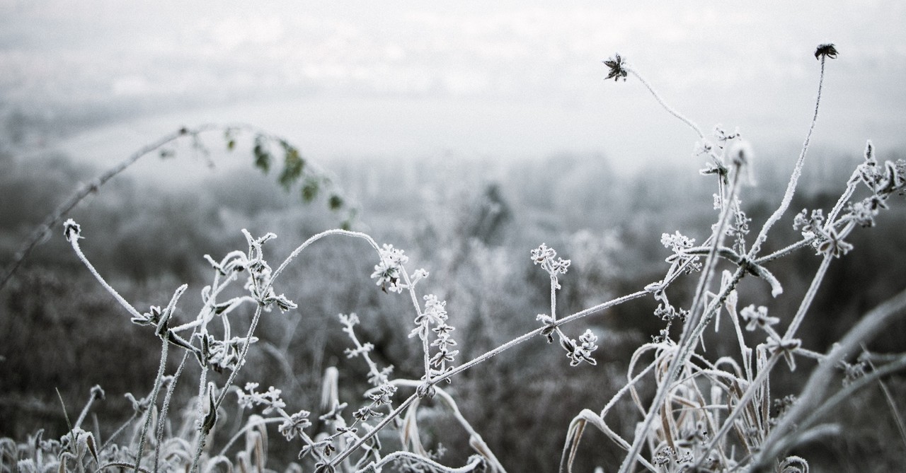 winter scene with frozen greenery