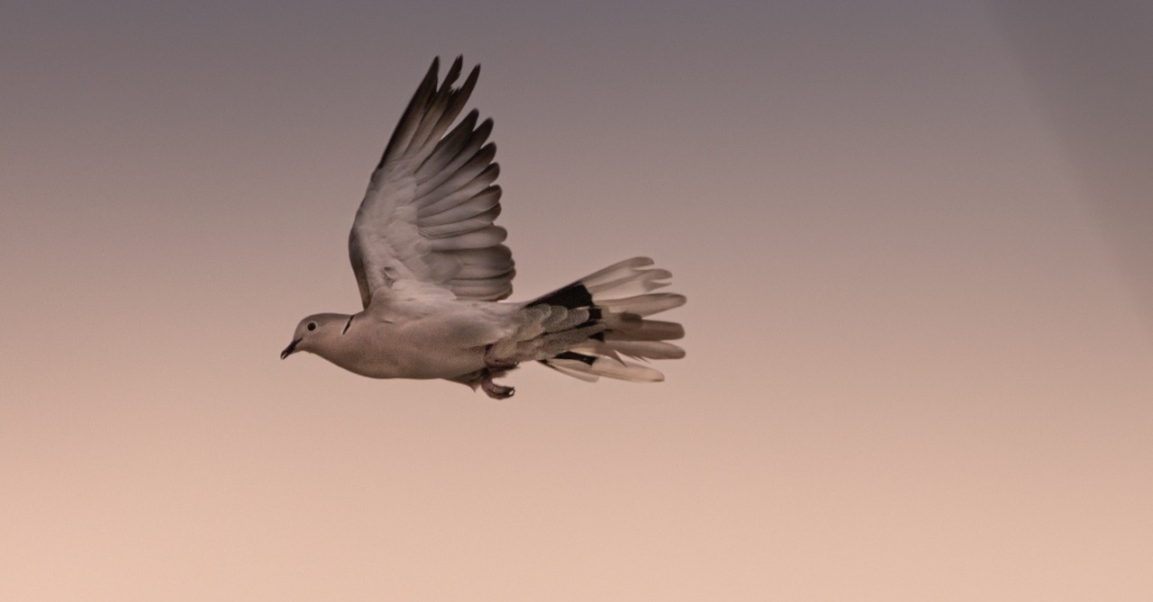 beautiful flying dove in soft sky light