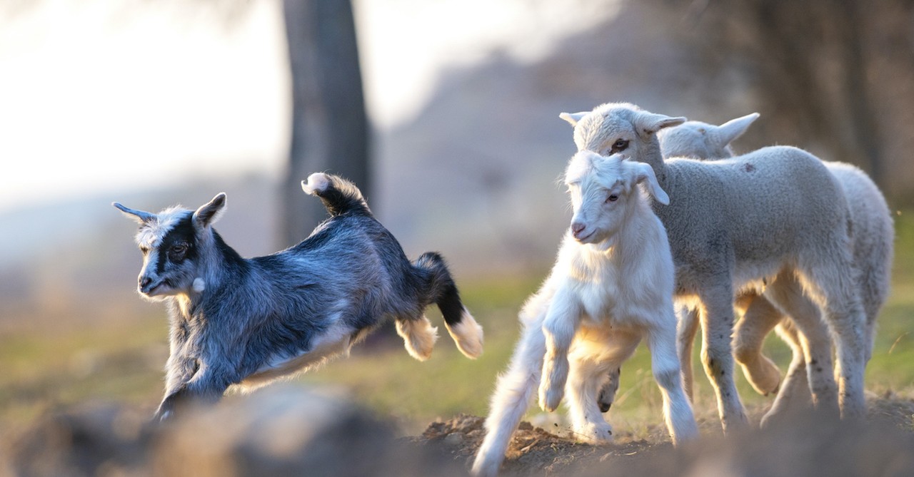 baby goat with baby sheep on the right, sheep and goats in Matthew 25