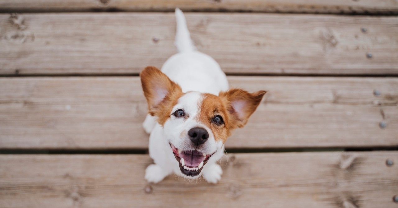 Smiling dog