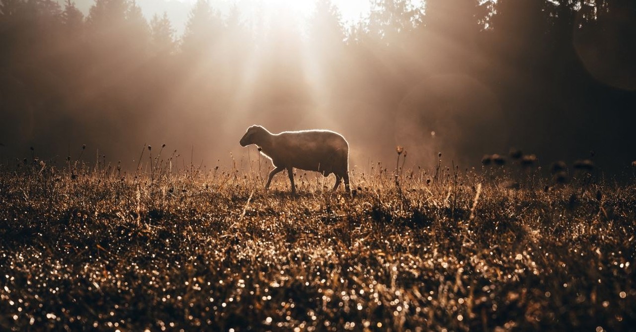 lamb walking in a field, what christians should know about the crucifixion