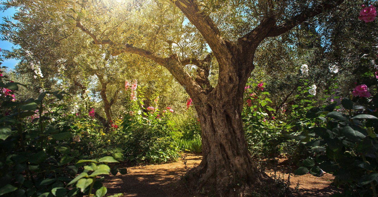 Trees in a garden