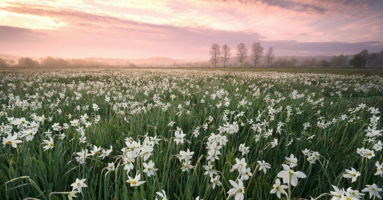 The lilies in the field