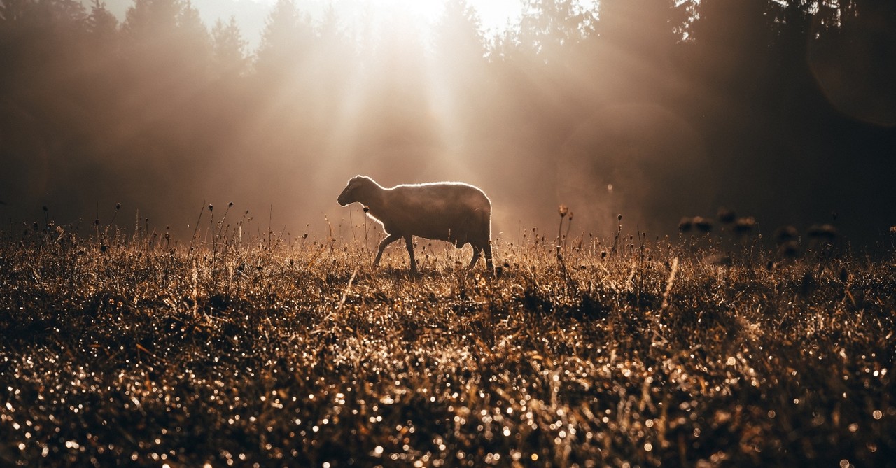 Lamb on a foggy morning