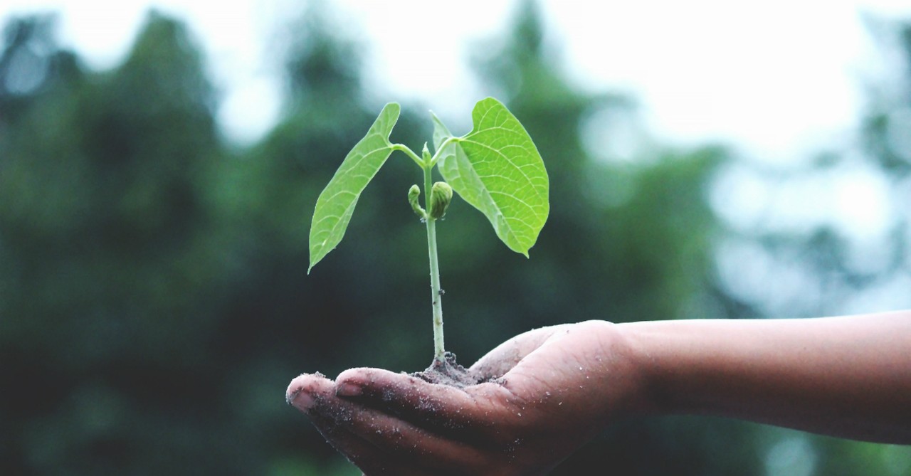 hand holding seedling to illustrate spiritual growth, things i wish i knew when i started as a christian writer