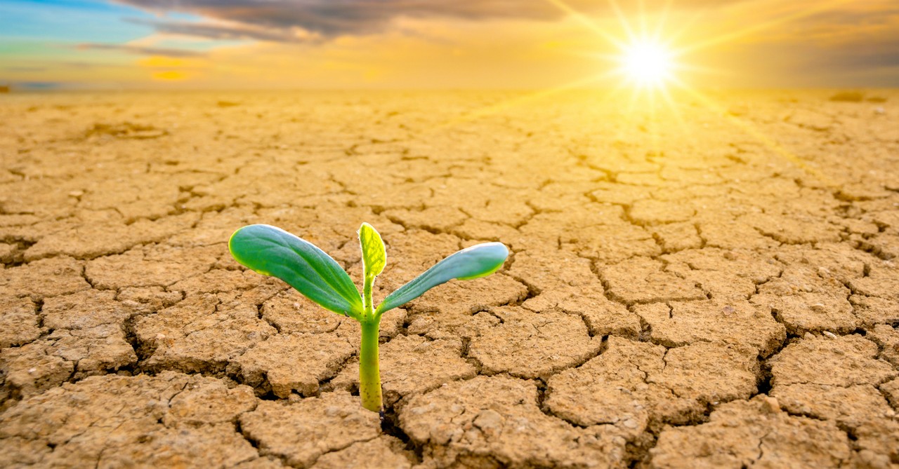 seedling popping up out of dry cracked ground to face sun