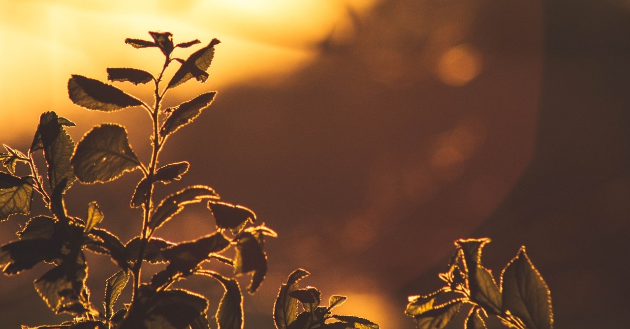 2. Engrafted into God’s Family: Our Identity in Every Season