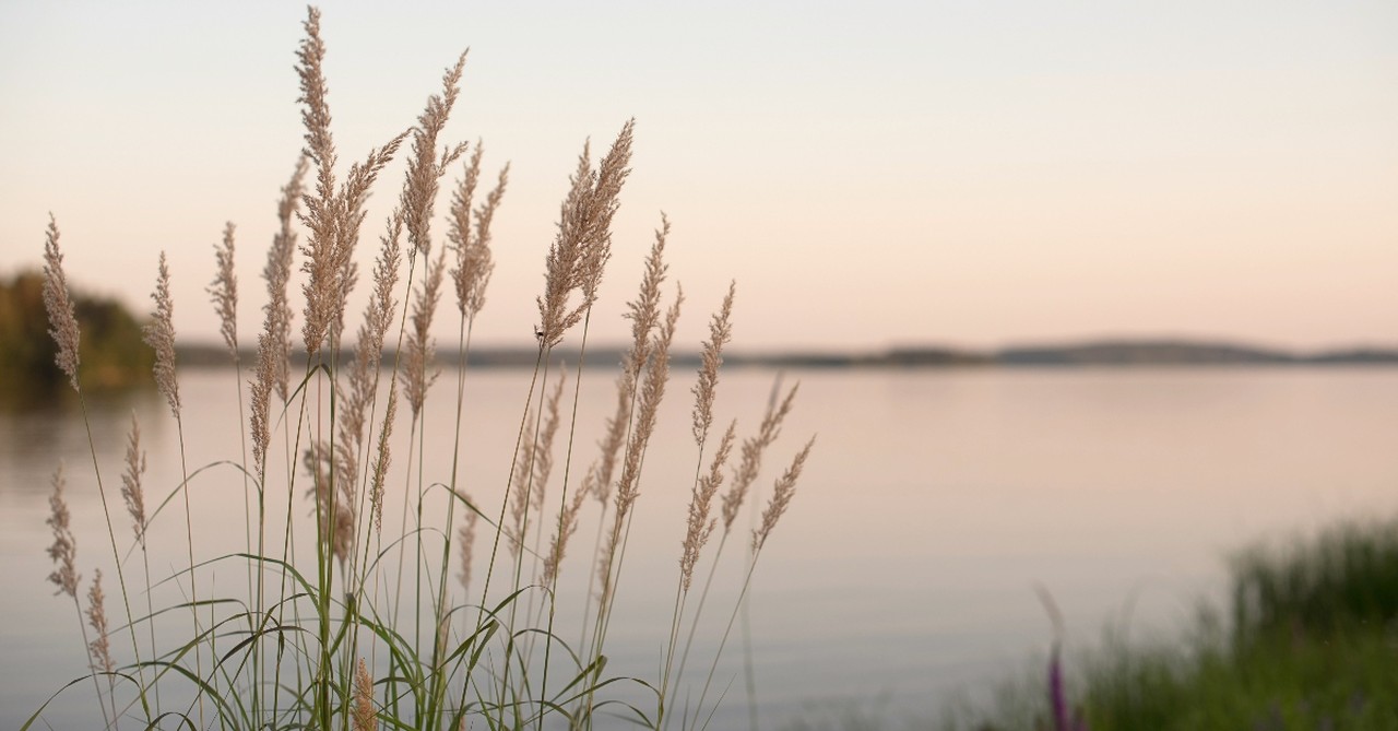 Wheat still by a lake