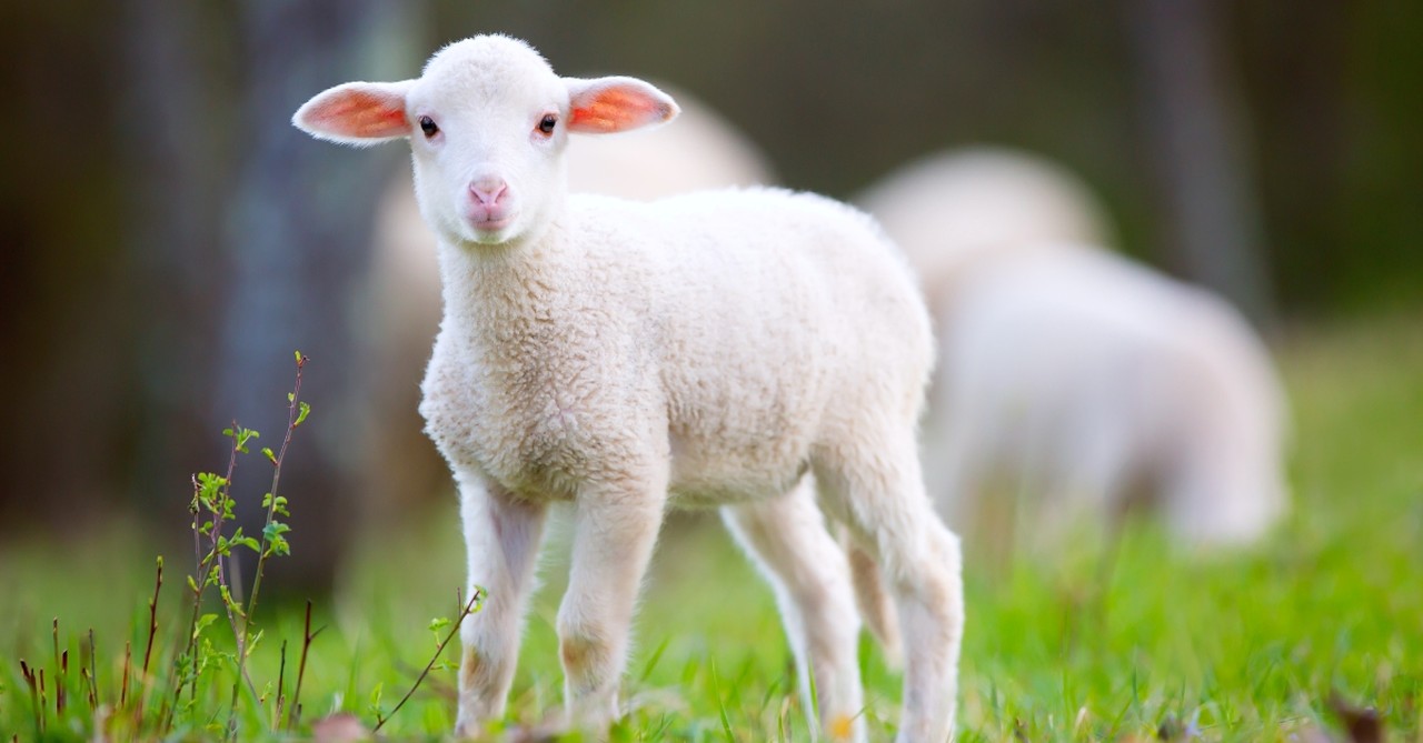 Lamb in the field, what does passover celebrate