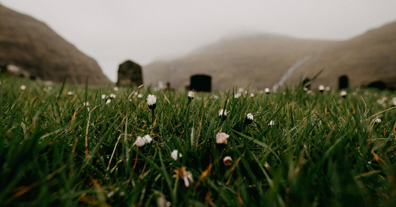 Low-angle shot of the grass, with tombstones in the distance