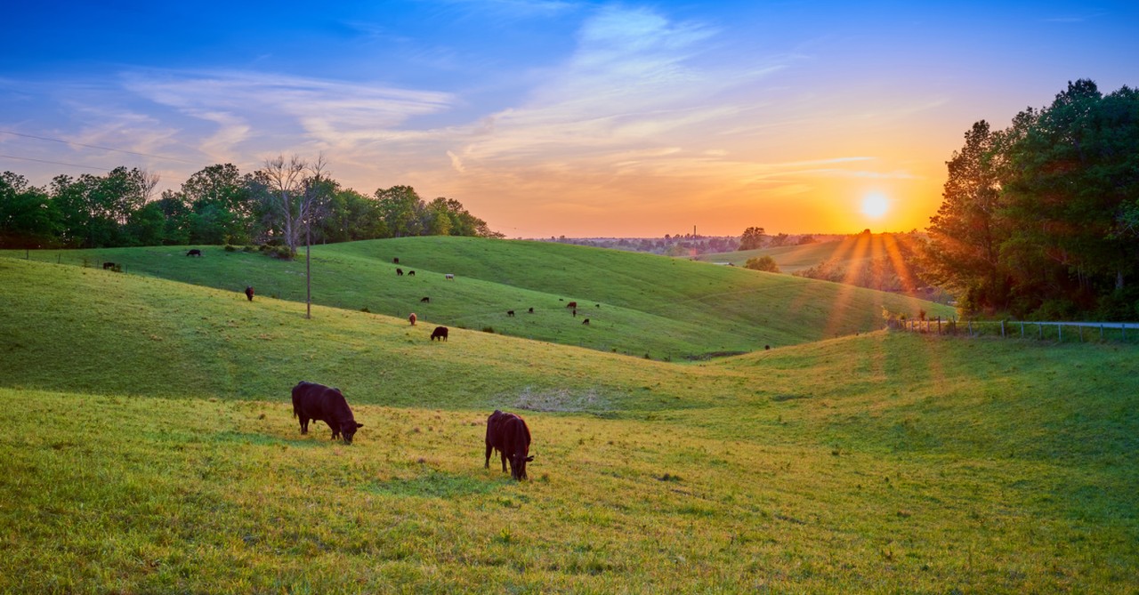 a cow farm, a woman offers a homeless man a job on her farm