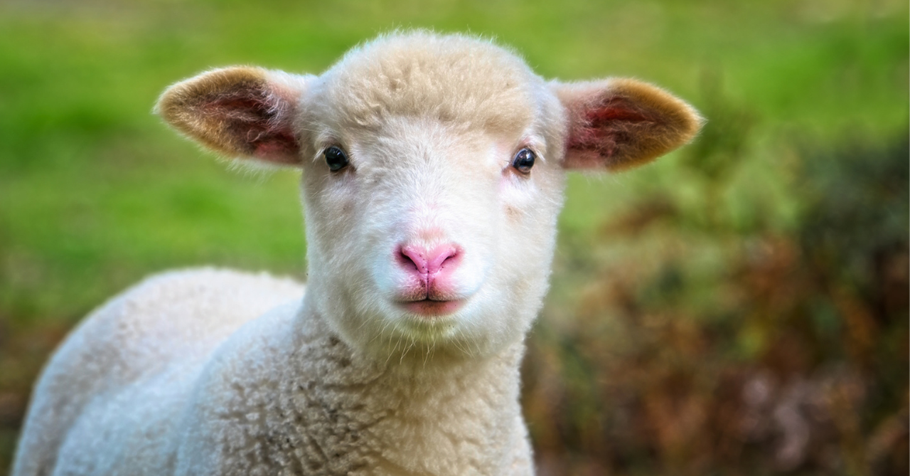 A cute sheep in a field looking towards the camera.