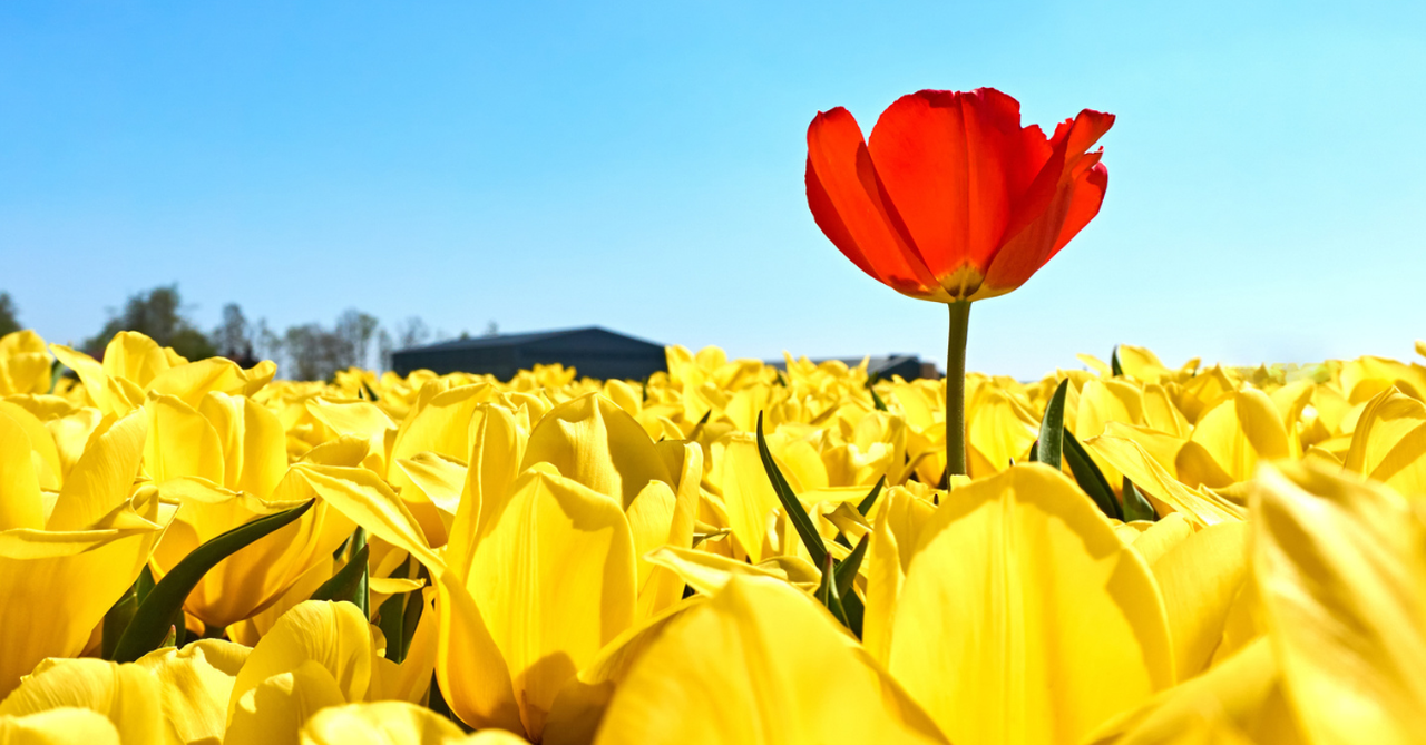 One red tulip standing taller than the rest of the yellow tulips in the field.