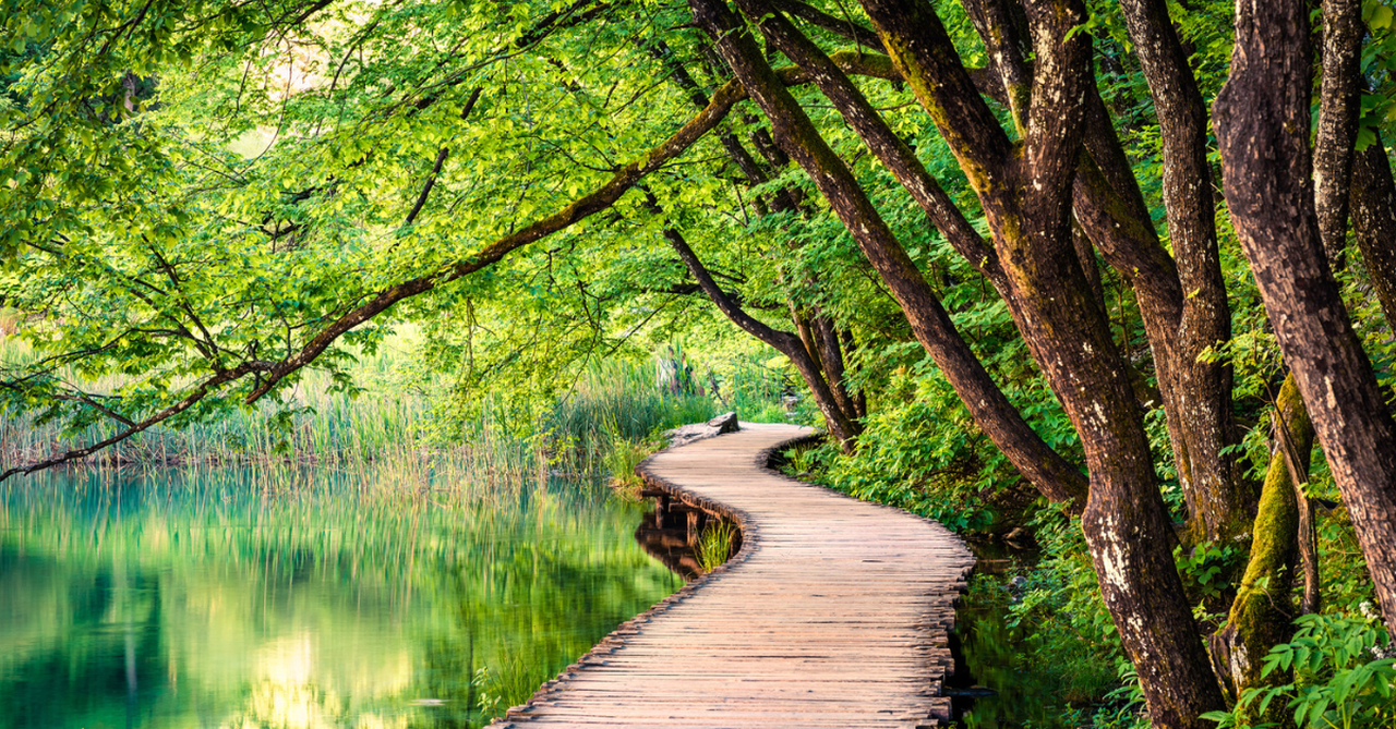 Wooden Walkway winding through the greenery of the woods along a waterway.
