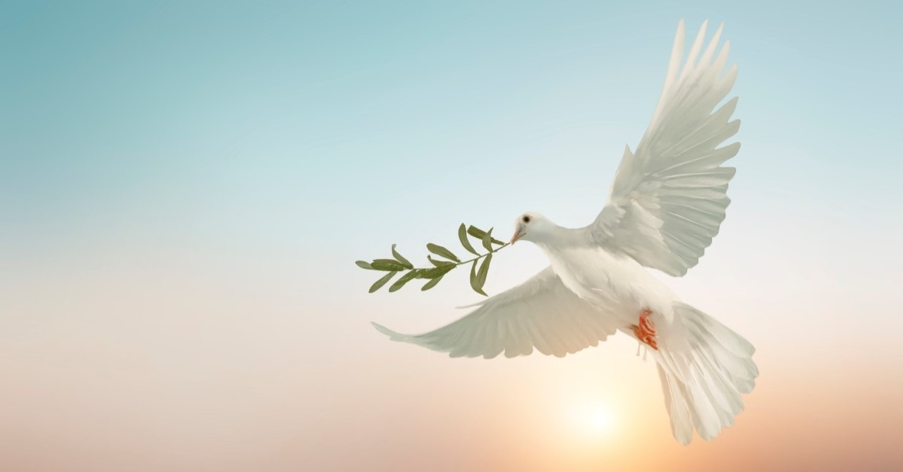 dove carrying olive branch