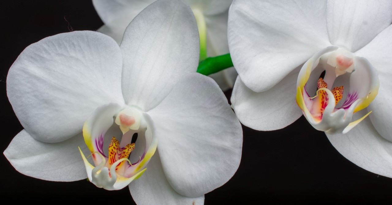 white lilies for memorial