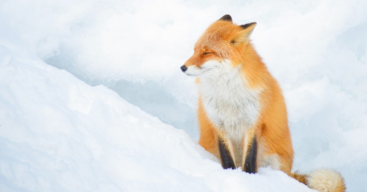 A fox in the snow