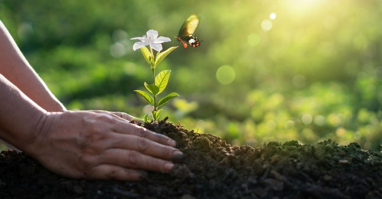 person planting small flower butterfly coming close to flower, earth day prayers