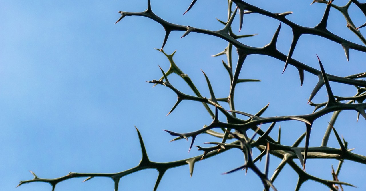 Thick thorn bush against a blue sky