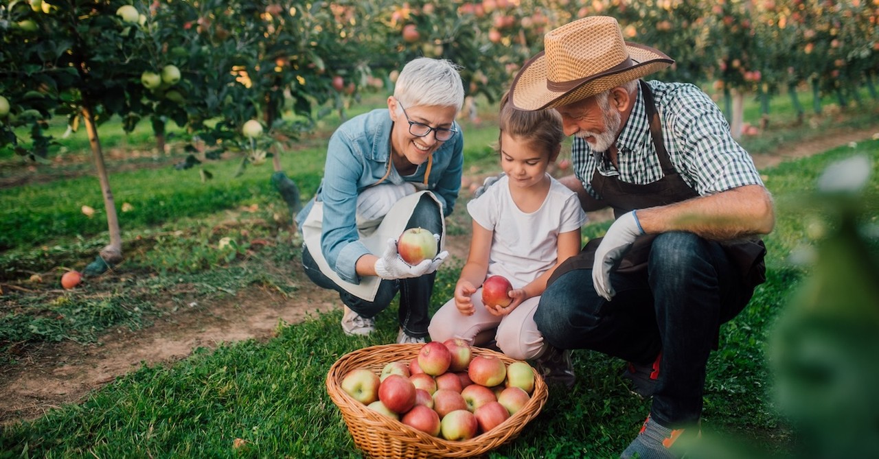 Grandparents with grandchild in apple orchard fall