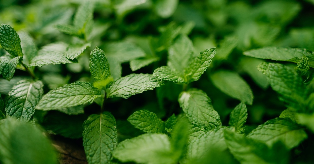 A close-up of growing mint leaves