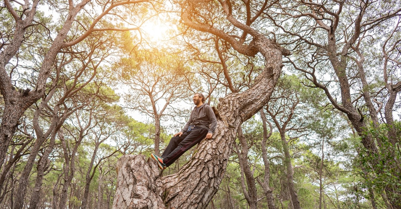 A man sitting in a tree like Zacchaeus