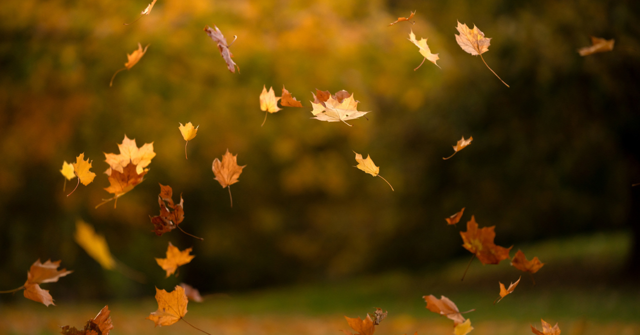 autumn leaves falling forest