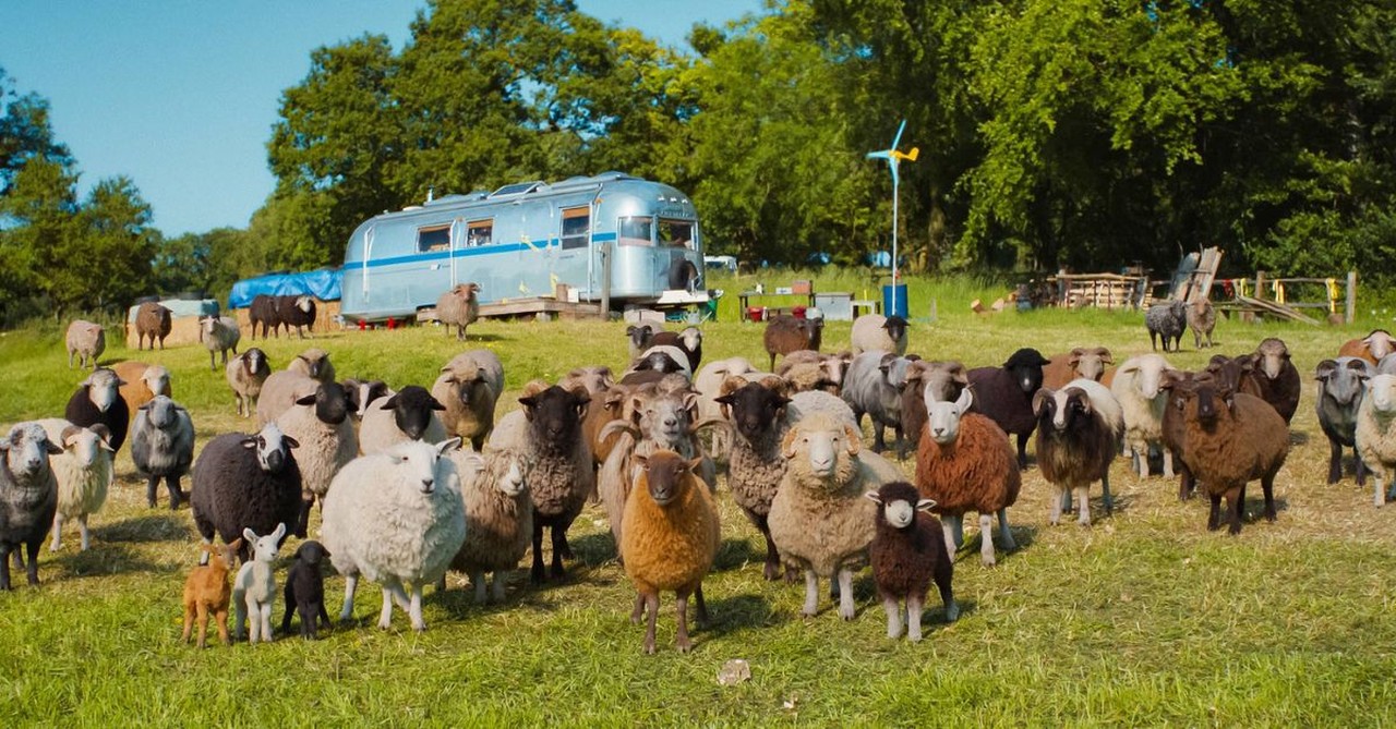 3 Reasons Families Will Love ‘The Sheep Detectives’