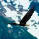 Why Eagles Fly and Chickens Flutter