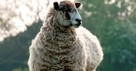 The Woeful Song of Frightened Sheep - Today's Insight - May 25, 2018