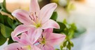 Consider the Lilies When Tempted to Fear - The Crosswalk Devotional - March 15