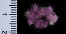 Biblical 'Royal Purple' Cloth from David's Era Unearthed by Israeli Archaeologists