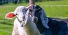 What Should We Know about the Sheep and Goats in Matthew 25?