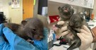 Good Samaritan Thought She Was Rescuing Kittens but These Babies Were a Different Animal