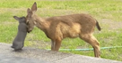 Cameras Caught a Deer Playing with a Bunny and Seeing the Real-Life Bambi Will Brighten Any Day