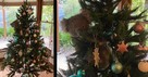 Mom Walks into Living Room and Comes Face to Face with a Koala in the Christmas Tree