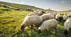 How to Apply Psalm 23 to Your Life
