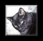 FelixMusic Choral Productions