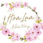 hoa lua nha trong