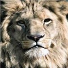 Lion and Lamb Ministry